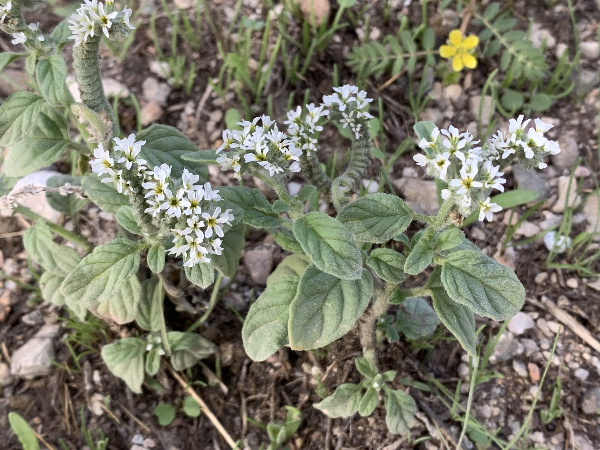 Heliotropium sp.